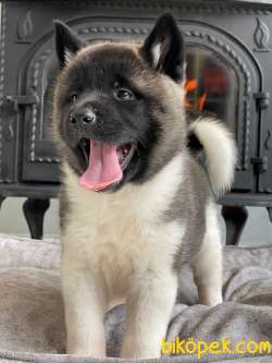 American Akita Yavrulari İSTANBUL