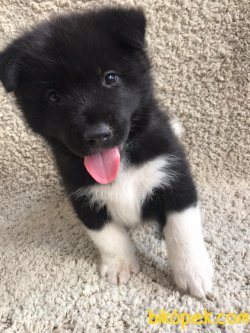 American Akita Yavrularımız Gelmiştir 4