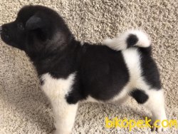 American Akita Yavrularımız Gelmiştir 1