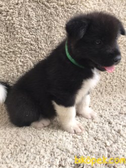 American Akita Yavrularımız Gelmiştir 2