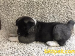 American Akita Yavrularımız Gelmiştir 3