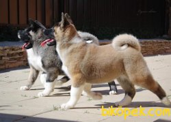 American Akita Yavrumuz 1