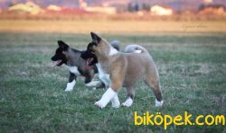 American Akita Yavrumuz 3
