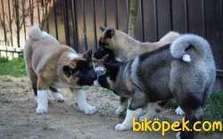 American Akita Yavrumuz 2