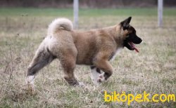 American Akita Yavrumuz 4