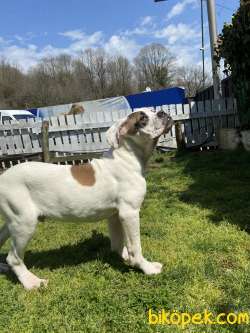American Bulldog 2