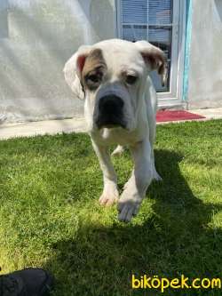 American Bulldog 4