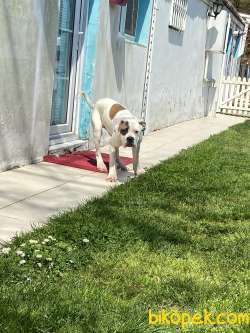 American Bulldog 3