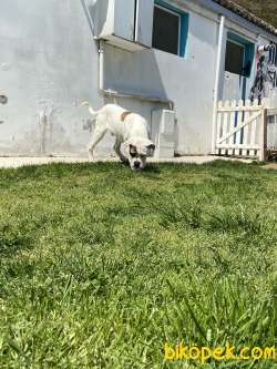 American Bulldog 4