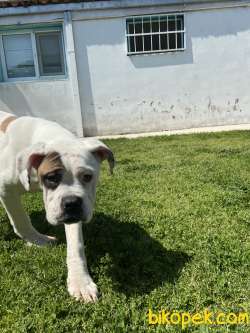 American Bulldog 1