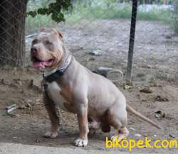 American Bully Standart Extrem 1