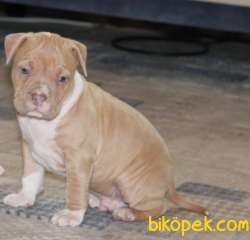 American Bully Standart Extrem 3