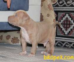 American Bully Standart Extrem 2