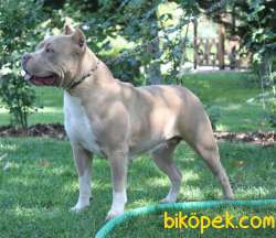 American Bully Standart Extrem 5