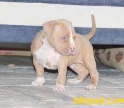 American Bully Standart Extrem 4
