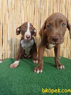 American Bully XL 2