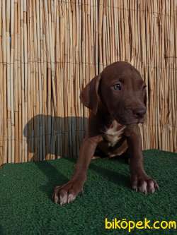 American Bully XL 3