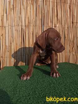 American Bully XL 1