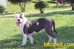 American Bully XL ABKC Secereli 5 Aylık Yavrumuz 4