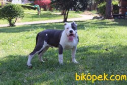 American Bully XL ABKC Secereli 5 Aylık Yavrumuz 1