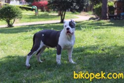 American Bully XL ABKC Secereli 5 Aylık Yavrumuz 3