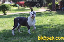 American Bully XL ABKC Secereli 5 Aylık Yavrumuz 2