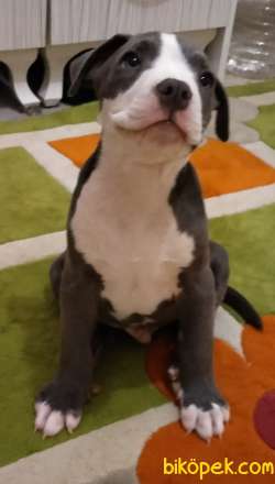 American Bully Xl Male ABKC 1