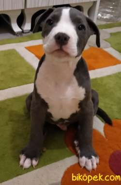 American Bully Xl Male ABKC 2