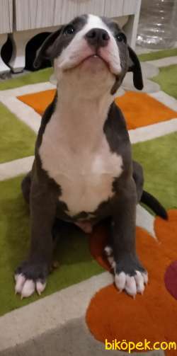 American Bully Xl Male ABKC 3