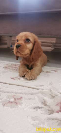American Cocker 2,5 Aylık 1