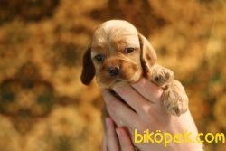 American Cocker Bebekler Kısa Burun 2