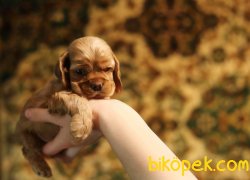 American Cocker Bebekler Kısa Burun 1