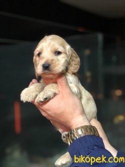 American Cocker Bebekleriöiz Bebek Yüzlü 2