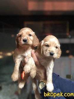 American Cocker Bebekleriöiz Bebek Yüzlü 3