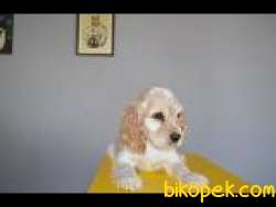 AMERİCAN COCKER OĞLUMUZ 4