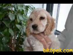 AMERİCAN COCKER OĞLUMUZ 5