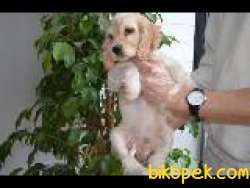 AMERİCAN COCKER OĞLUMUZ 1