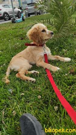 American Cocker 'Paşa Tacını Takacak Ailesini Arıyor' (6 Aylık) 5