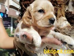 American Cocker Yavruları 1