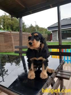AMERİCAN COCKER YAVRULARI 2
