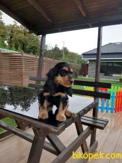 AMERİCAN COCKER YAVRULARI 5