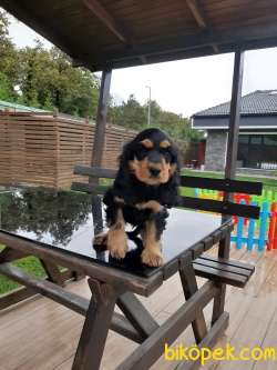 AMERİCAN COCKER YAVRULARI 3