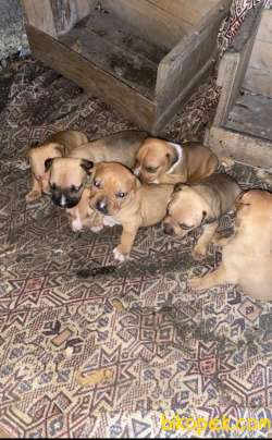 American Staffordshire Terrier Yavru 3