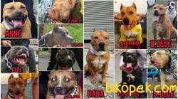 American Staffordshire Terrier Yavru 2