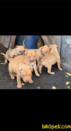 American Staffordshire Terrier Yavru 1