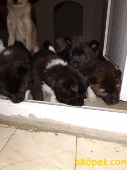 Amerikan Akita 2