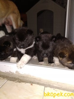 Amerikan Akita 3