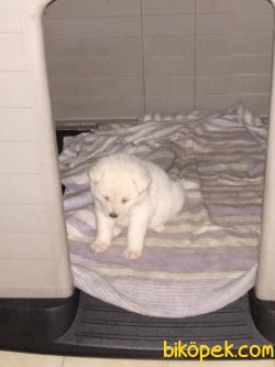 Amerikan Akita 1