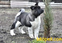 Amerikan Akita 3