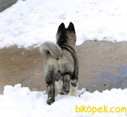 Amerikan Akita 4
